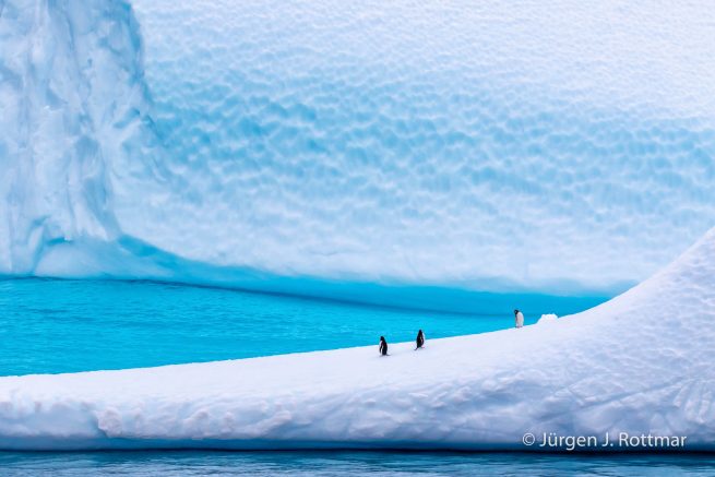 Antarctic Peninsula | Paulet Island | Adelie Penguin