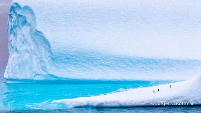 Antarctic Peninsula | Paulet Island | Adelie Penguin