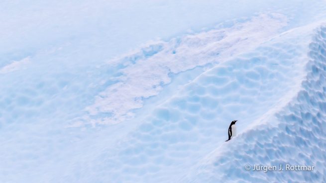 Antarctic Peninsula | Paulet Island | Adelie Penguin