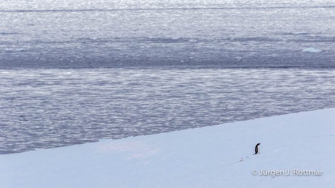 Antarctic Peninsula | Paulet Island | Adelie Penguin