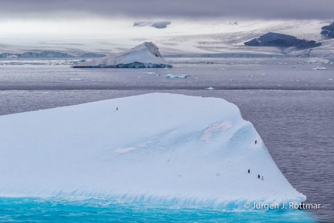 Antarctic Peninsula | Paulet Island | Adelie Penguin