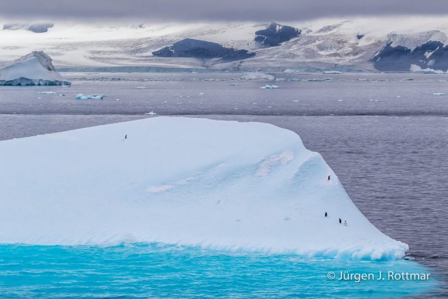 Antarctic Peninsula | Paulet Island | Adelie Penguin