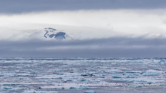 Antarctic Peninsula | Paulet Island | Adelie Penguin
