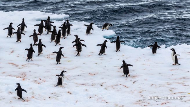 Antarctic Peninsula | Paulet Island | Adelie Penguin