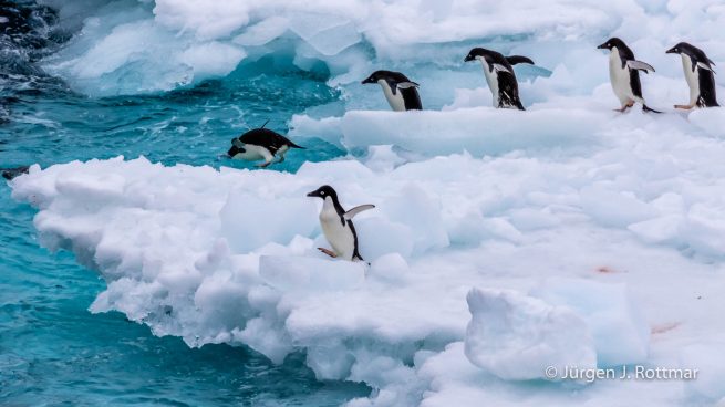 Antarctic Peninsula | Paulet Island | Adelie Penguin