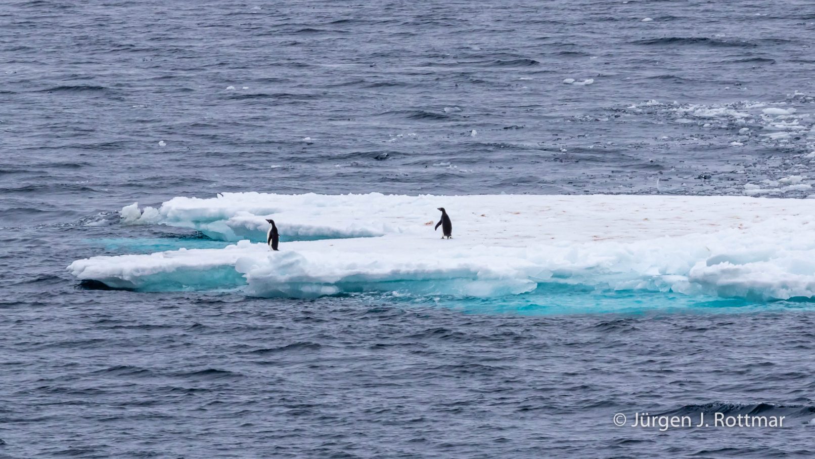 Antarctic Peninsula | Paulet Island | Adelie Penguin