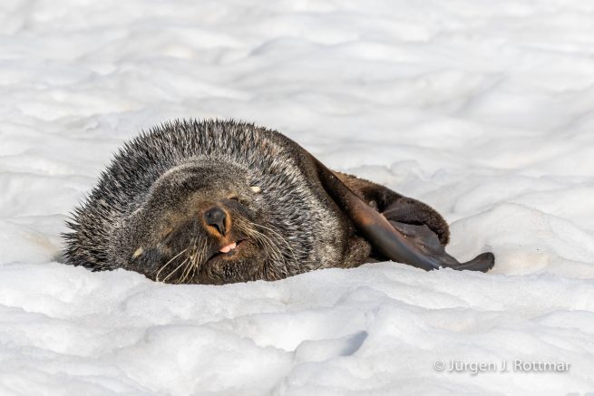 Antarctic Peninsula | Rongè Island | George's Point | Fur Seal (Seebär)