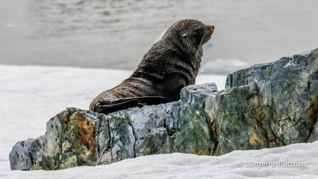 Antarctic Peninsula | Rongè Island | George's Point | Fur Seal (Seebär)