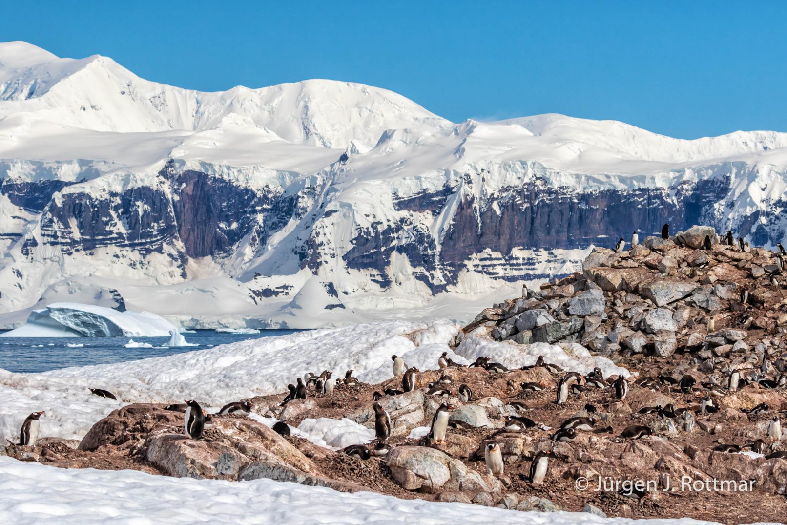 Antarctic Peninsula | Rongè Island | George's Point | Gentoo Penguin (Eselspinguin)