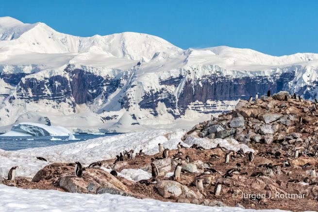 Antarctic Peninsula | Rongè Island | George's Point | Gentoo Penguin (Eselspinguin)