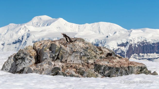 Antarctic Peninsula | Rongè Island | George's Point | Gentoo Penguin (Eselspinguin)