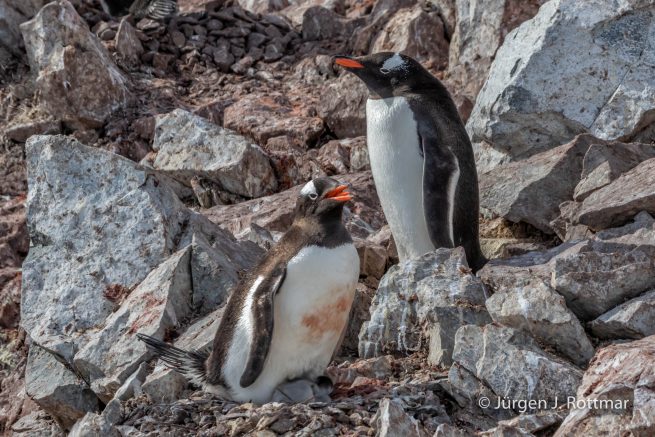 Antarctic Peninsula | Rongè Island | George's Point | Gentoo Penguin (Eselspinguin)