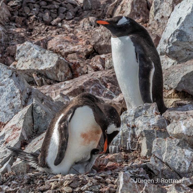 Antarctic Peninsula | Rongè Island | George's Point | Gentoo Penguin (Eselspinguin)