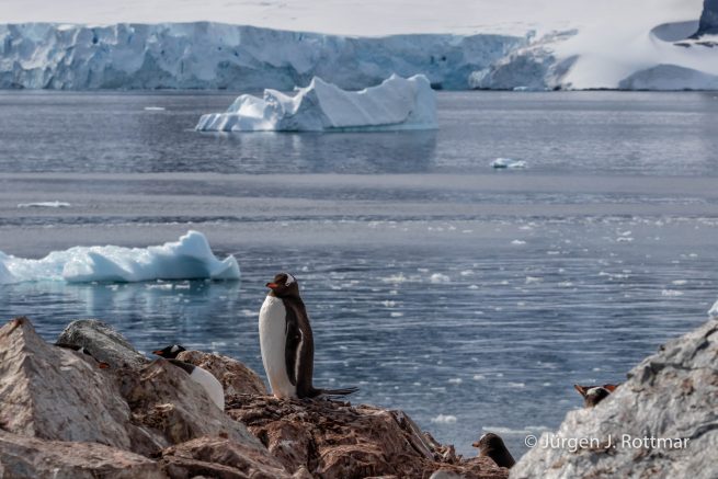Antarctic Peninsula | Rongè Island | George's Point | Gentoo Penguin (Eselspinguin)