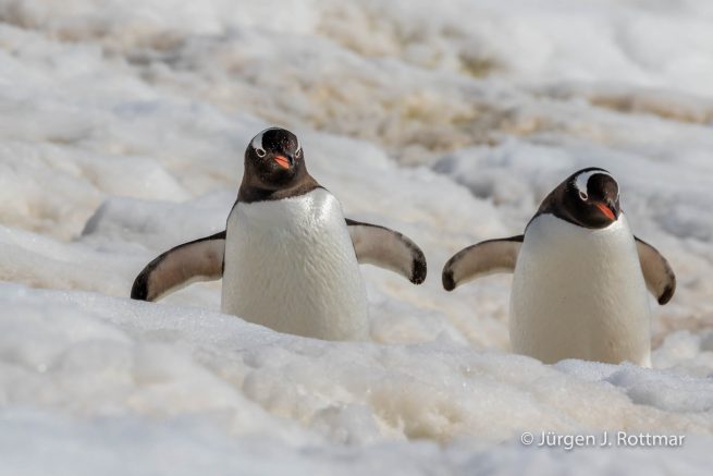 Antarctic Peninsula | Rongè Island | George's Point | Gentoo Penguin (Eselspinguin)