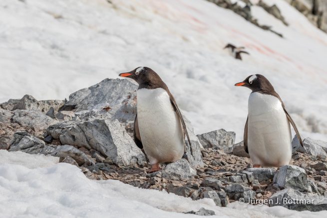 Antarctic Peninsula | Rongè Island | George's Point | Gentoo Penguin (Eselspinguin)