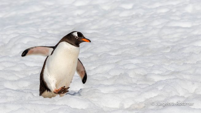 Antarctic Peninsula | Rongè Island | George's Point | Gentoo Penguin (Eselspinguin)