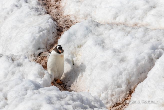 Antarctic Peninsula | Rongè Island | George's Point | Gentoo Penguin (Eselspinguin)