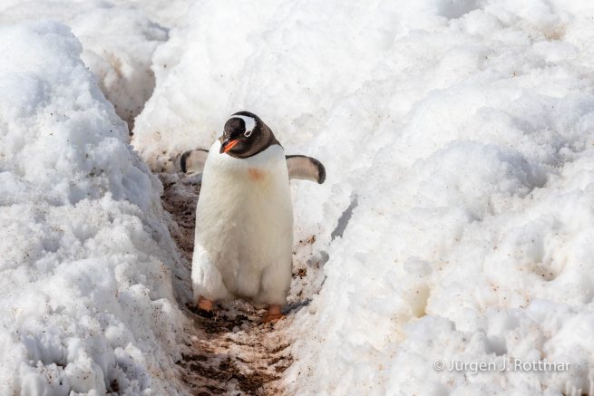 Antarctic Peninsula | Rongè Island | George's Point | Gentoo Penguin (Eselspinguin)