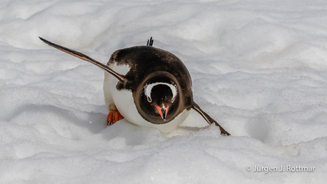 Antarctic Peninsula | Rongè Island | George's Point | Gentoo Penguin (Eselspinguin)