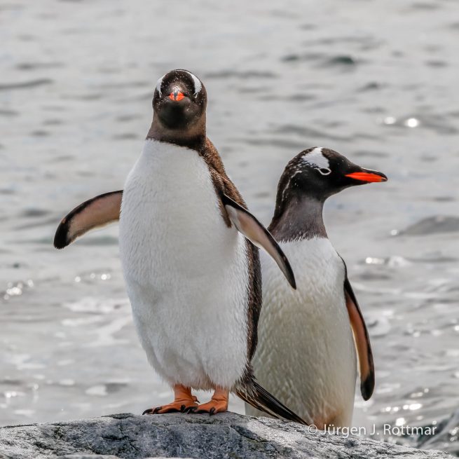 Antarctic Peninsula | Rongè Island | George's Point | Gentoo Penguin (Eselspinguin)