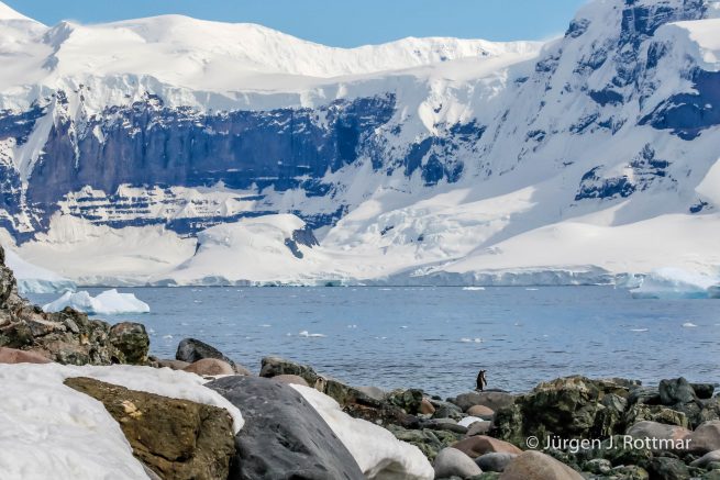 Antarctic Peninsula | Rongè Island | George's Point | Gentoo Penguin (Eselspinguin)