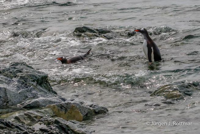 Antarctic Peninsula | Rongè Island | George's Point | Gentoo Penguin (Eselspinguin)