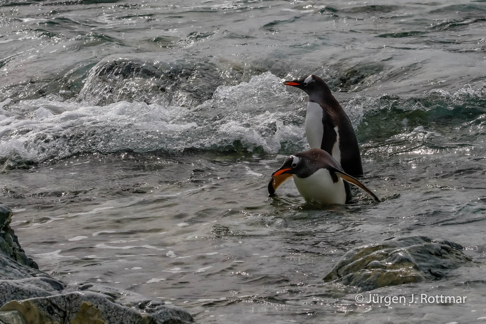 Antarctic Peninsula | Rongè Island | George's Point | Gentoo Penguin (Eselspinguin)