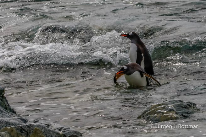 Antarctic Peninsula | Rongè Island | George's Point | Gentoo Penguin (Eselspinguin)