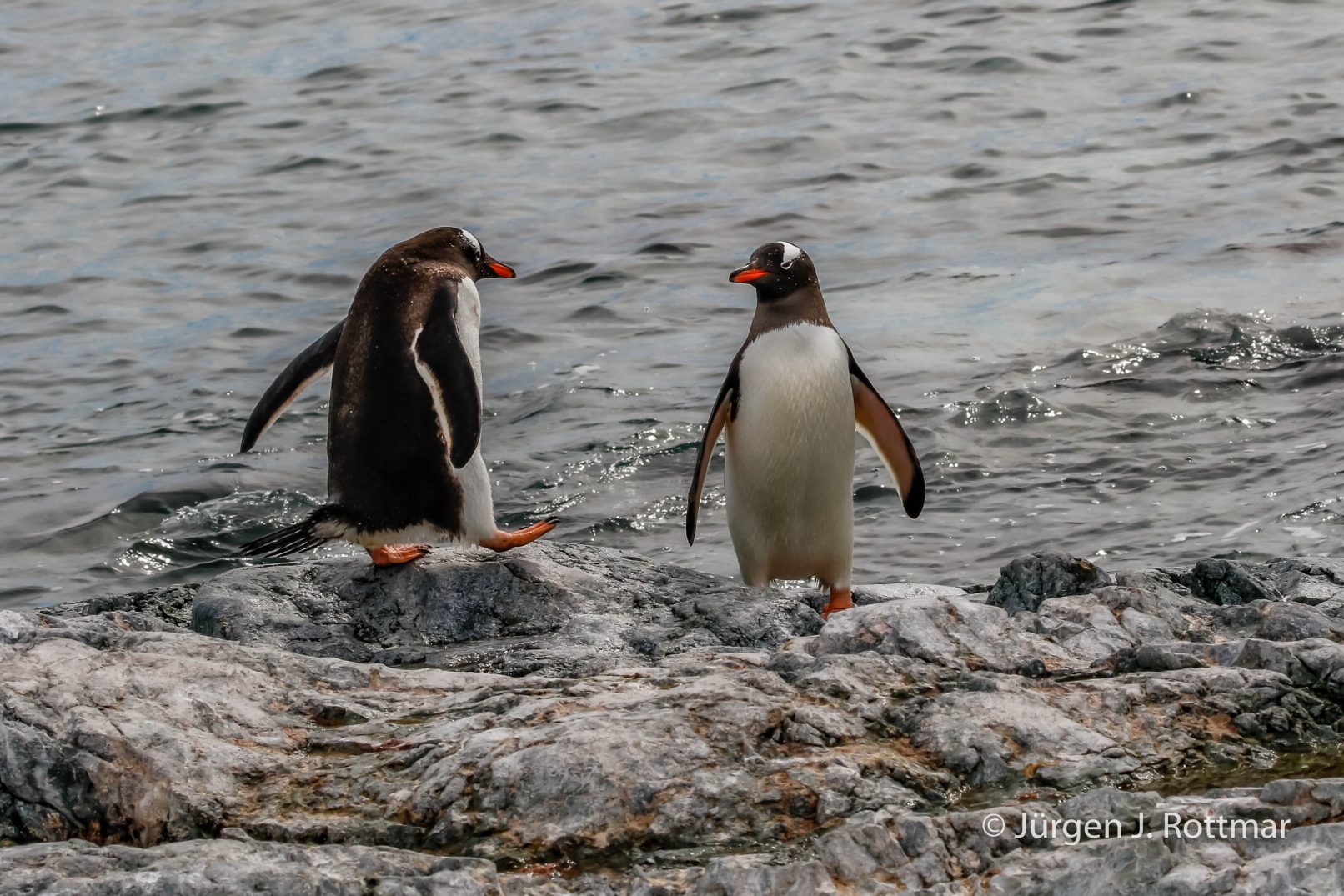 Antarctic Peninsula | Rongè Island | George's Point | Gentoo Penguin (Eselspinguin)
