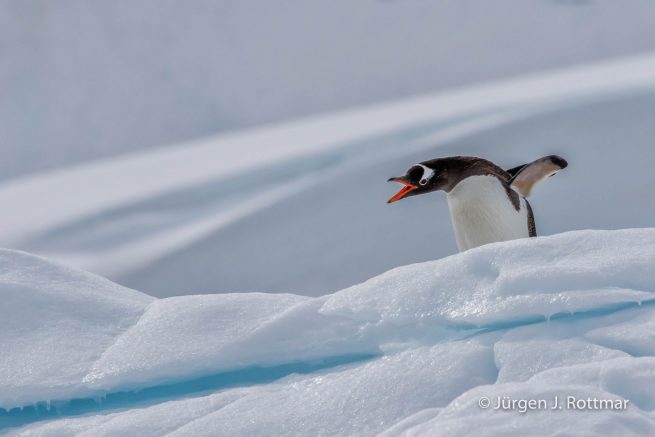 Antarctic Peninsula | Rongè Island | George's Point | Gentoo Penguin (Eselspinguin)