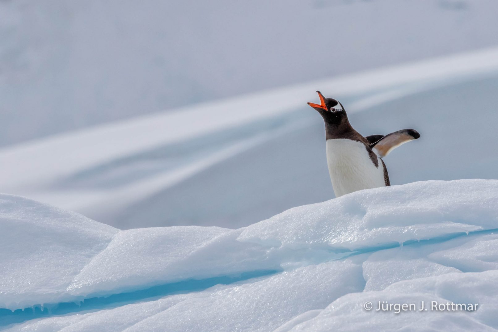 Antarctic Peninsula | Rongè Island | George's Point | Gentoo Penguin (Eselspinguin)
