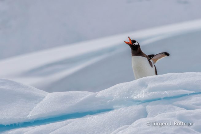Antarctic Peninsula | Rongè Island | George's Point | Gentoo Penguin (Eselspinguin)