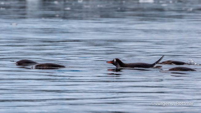 Antarctic Peninsula | Rongè Island | George's Point | Gentoo Penguin (Eselspinguin)