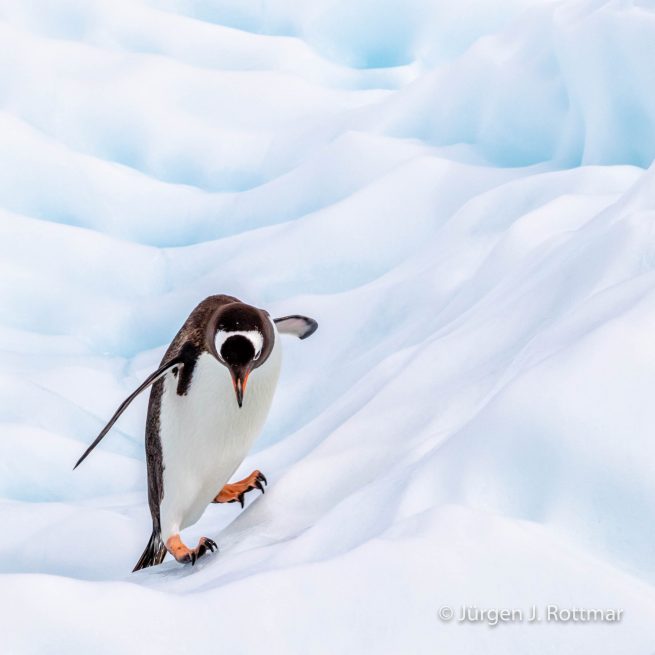 Antarctic Peninsula | Rongè Island | George's Point | Gentoo Penguin (Eselspinguin)