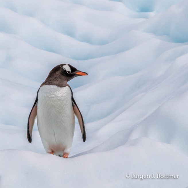 Antarctic Peninsula | Rongè Island | George's Point | Gentoo Penguin (Eselspinguin)