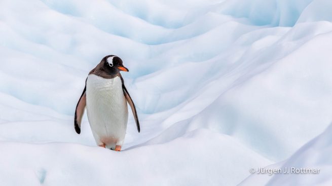 Antarctic Peninsula | Rongè Island | George's Point | Gentoo Penguin (Eselspinguin)