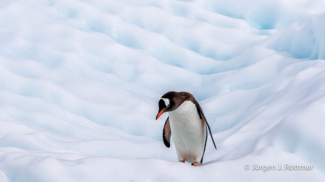 Antarctic Peninsula | Rongè Island | George's Point | Gentoo Penguin (Eselspinguin)