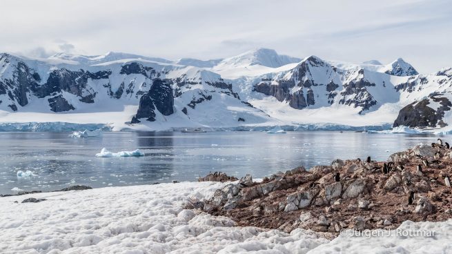 Antarktis Peninsula | Rongè Island | George's Point | Gentoo Penguin