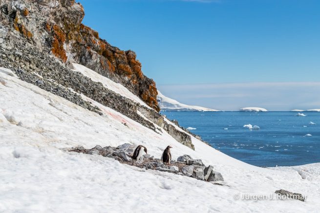 Antarktis Peninsula | Rongè Island | George's Point | Gentoo Penguin
