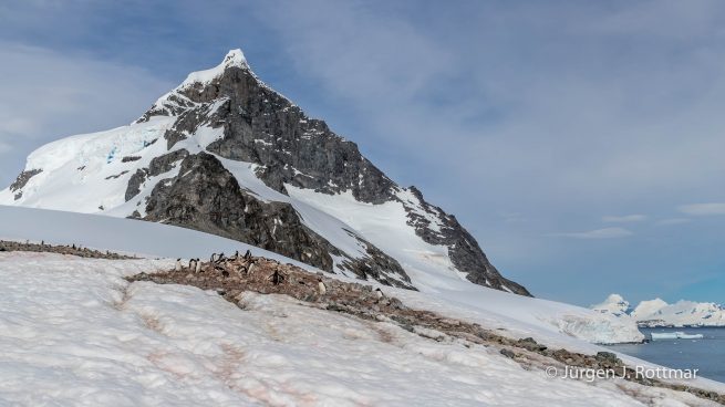 Antarktis Peninsula | Rongè Island | George's Point | Gentoo Penguin