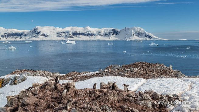 Antarktis Peninsula | Rongè Island | George's Point | Gentoo Penguin