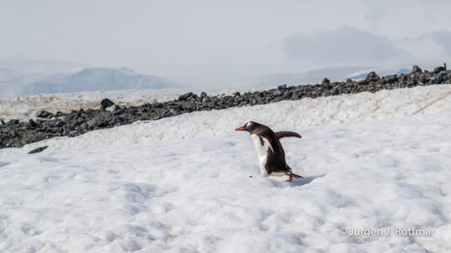 Antarktis Peninsula | Rongè Island | George's Point | Gentoo Penguin
