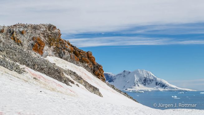 Antarktis Peninsula | Rongè Island | George's Point | Gentoo Penguin