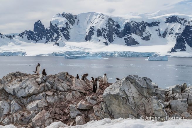 Antarktis Peninsula | Rongè Island | George's Point | Gentoo Penguin
