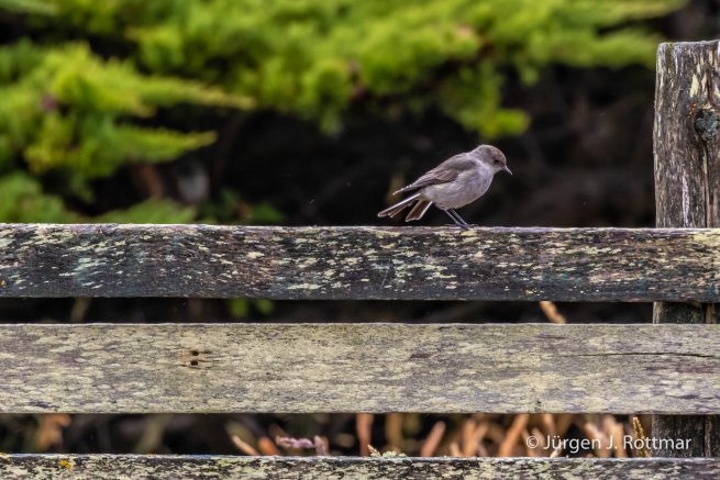 Falkland Islands | West Point Island | Dark-faced Ground Tyrant ( Maskentyrann)