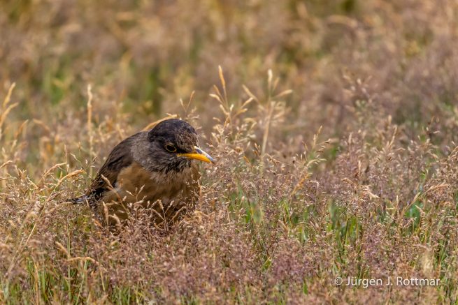 Falkland Islands | West Point Island | Falkland Trush ( Magellandrossel)