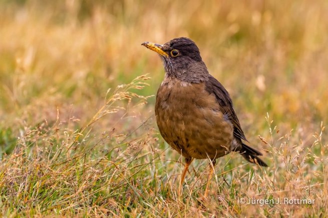 Falkland Islands | West Point Island | Falkland Trush ( Magellandrossel)