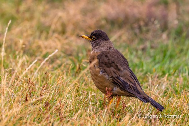 Falkland Islands | West Point Island | Falkland Trush ( Magellandrossel)