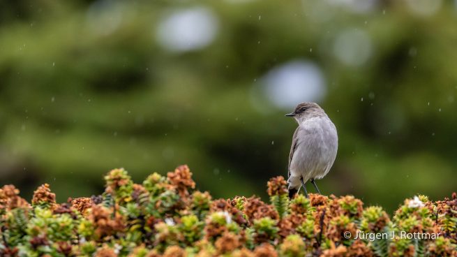 Falkland Islands | West Point Island | Dark-faced Ground Tyrant ( Maskentyrann)